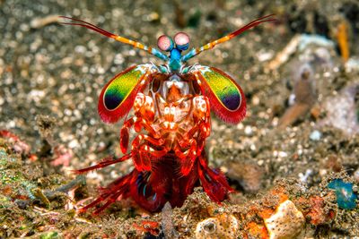 Farbenfroher Pfauenschreckenkrebs